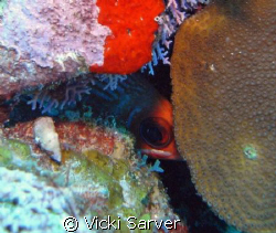 peek-a-boo....this squirell fish was trying to hide from ... by Vicki Sarver 